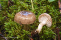 Hygrophorus agathosmus